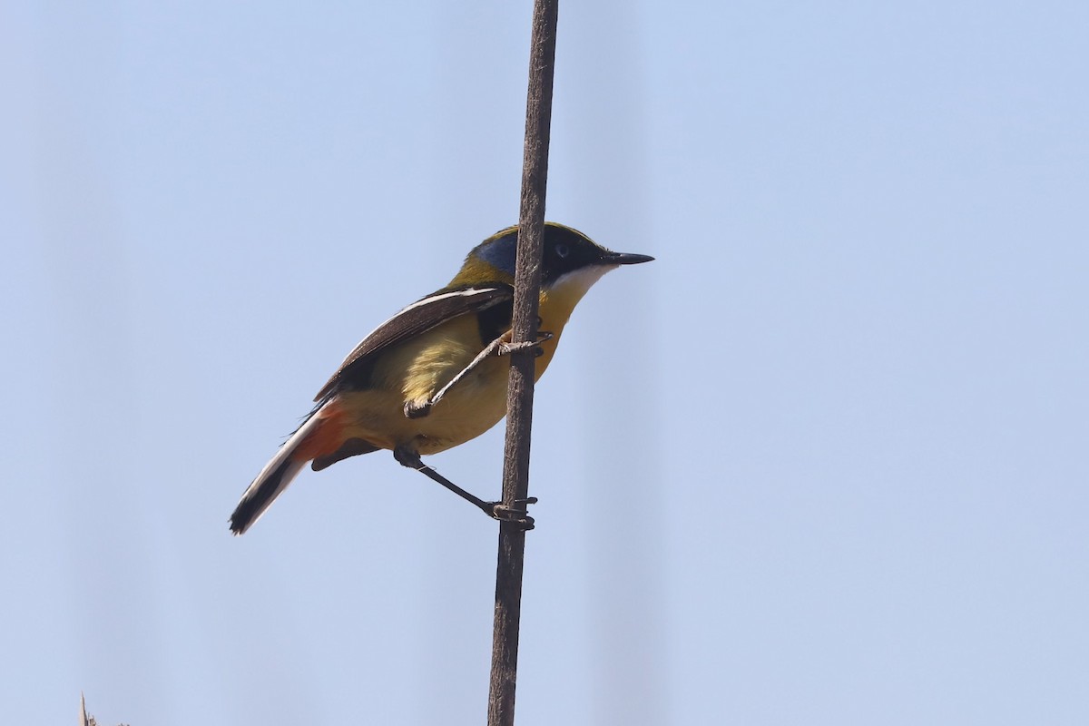 Many-colored Rush Tyrant - ML645239729