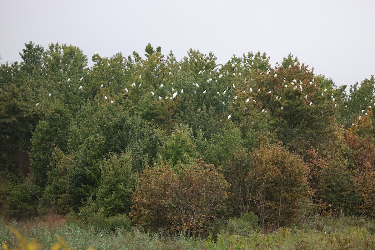 Snowy Egret - ML645239736