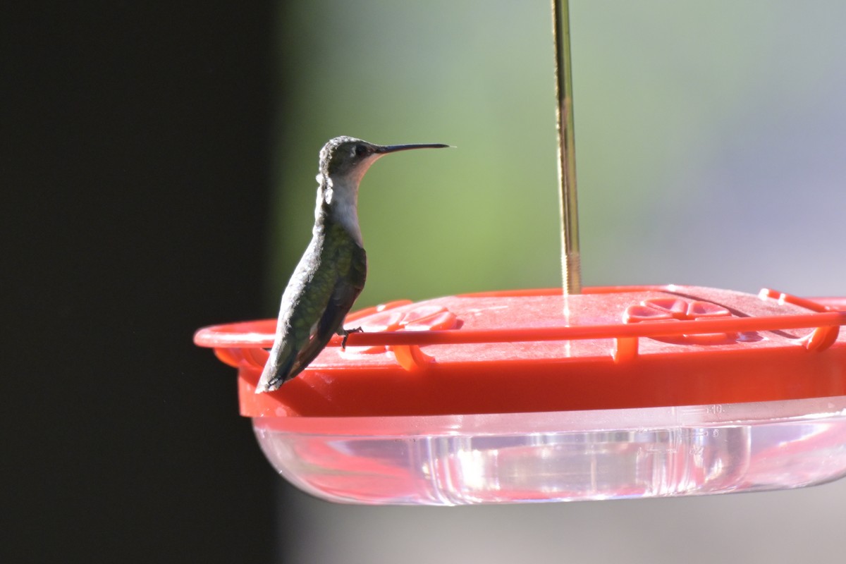 Ruby-throated Hummingbird - ML645239742