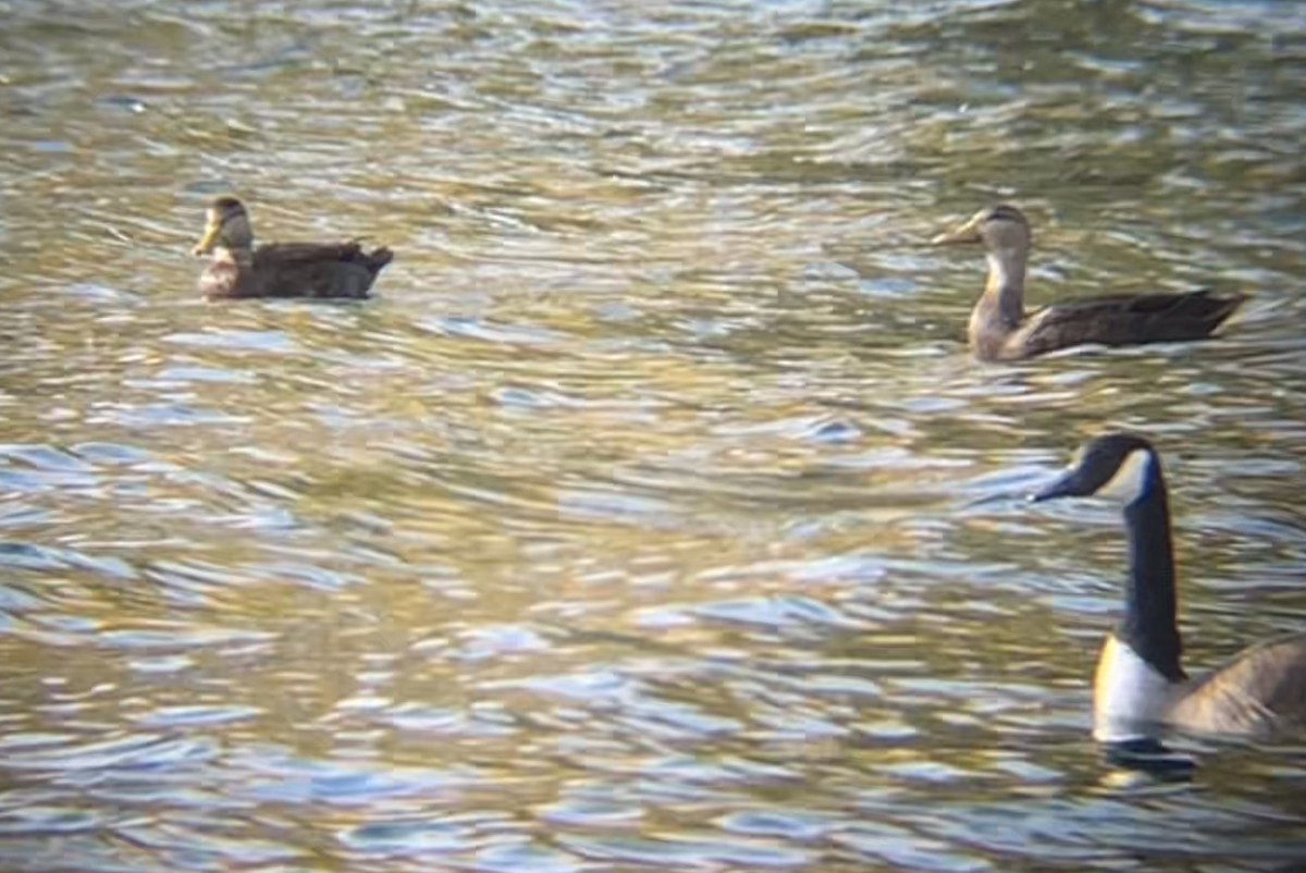 American Black Duck - ML645239744