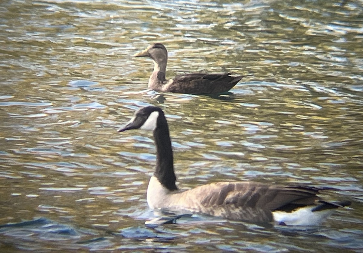 American Black Duck - ML645239745