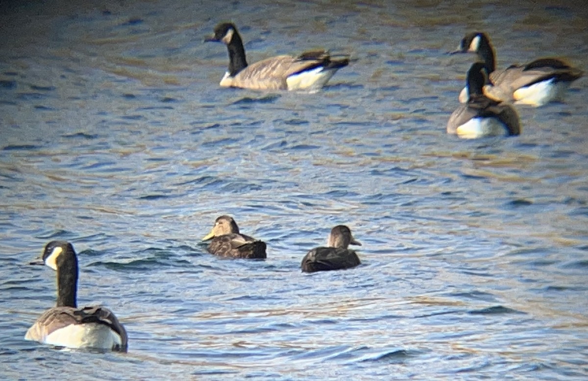 American Black Duck - ML645239746