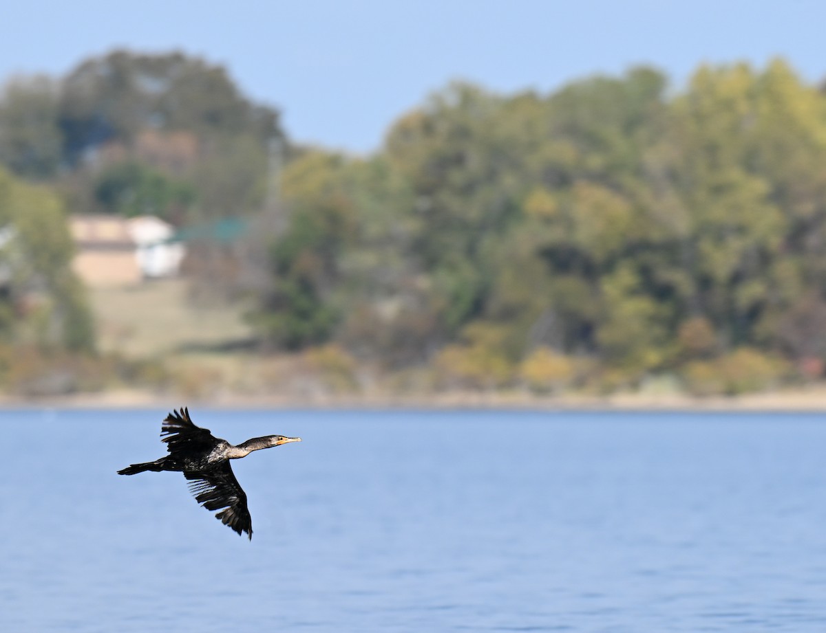 Cormorán Orejudo - ML645239747