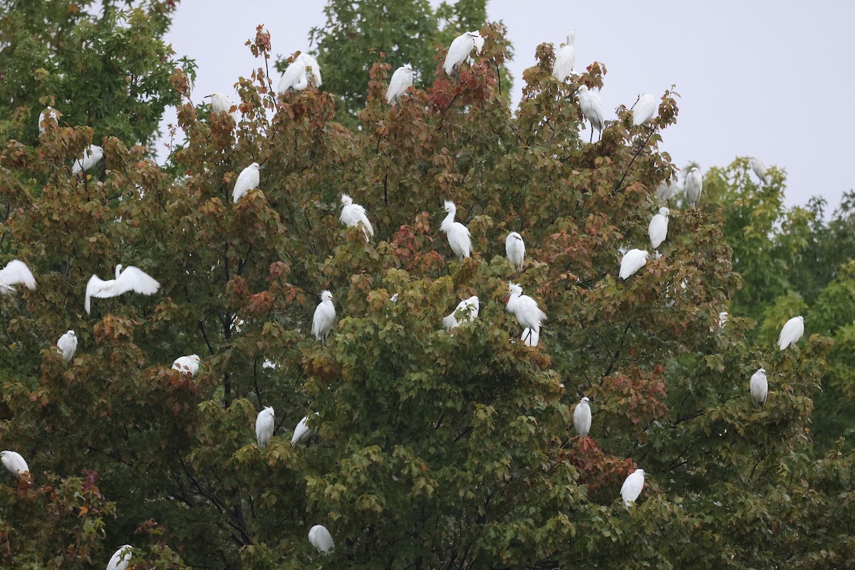 Snowy Egret - ML645239751