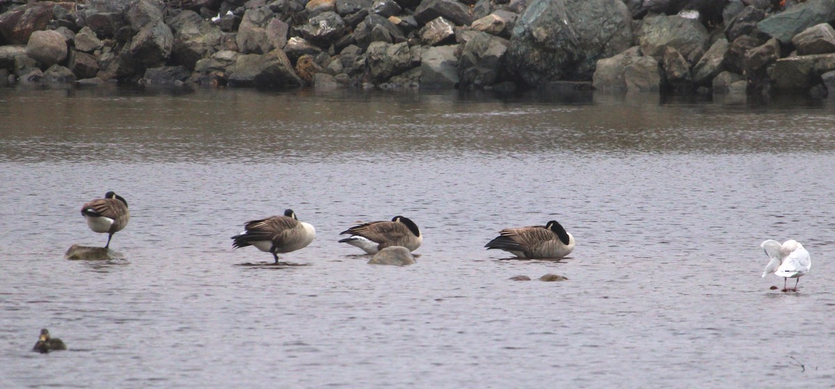 Canada Goose - ML645239755