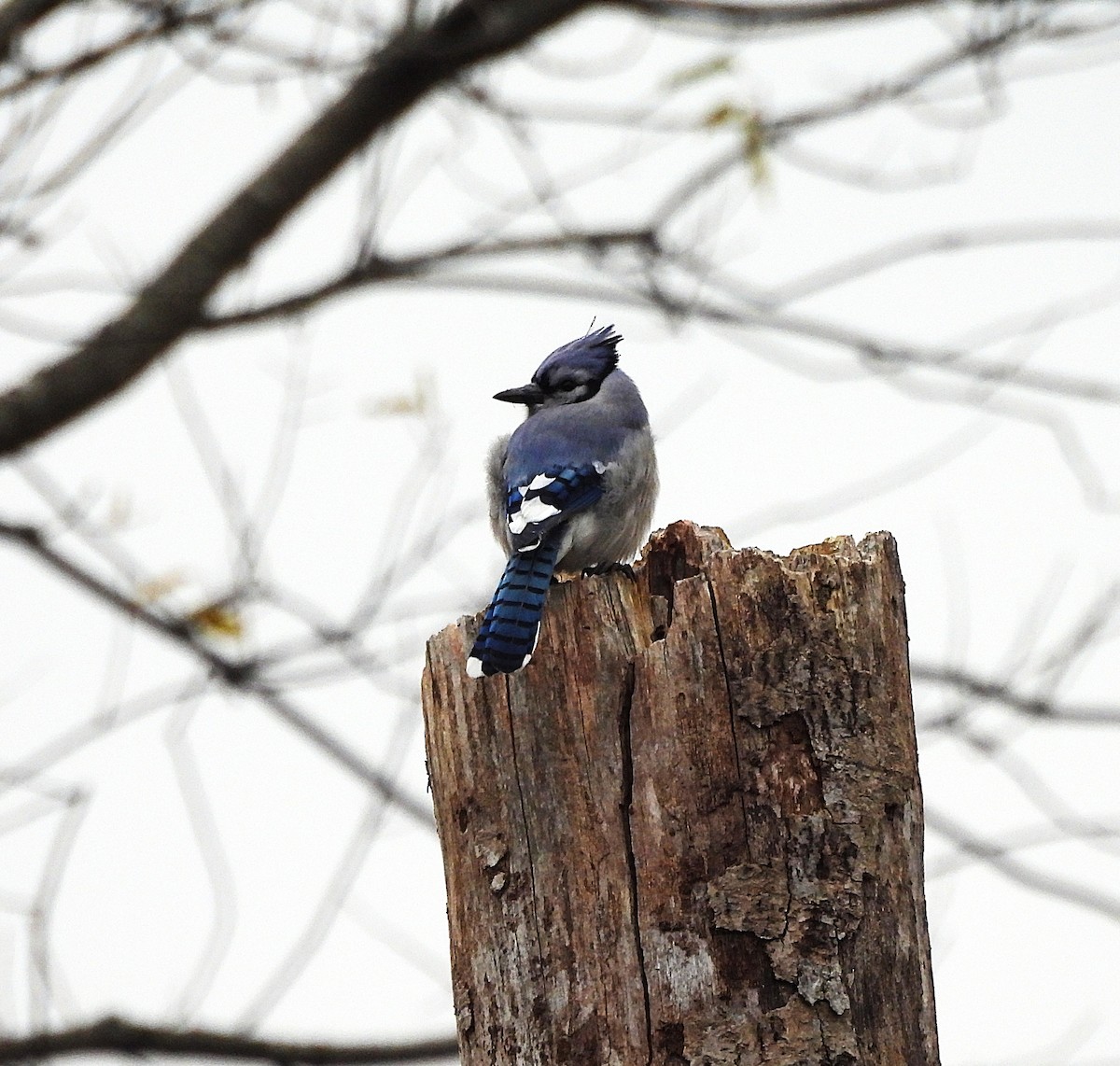 Blue Jay - ML645239776