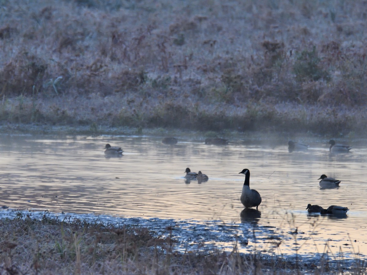 Canada Goose - ML645239784