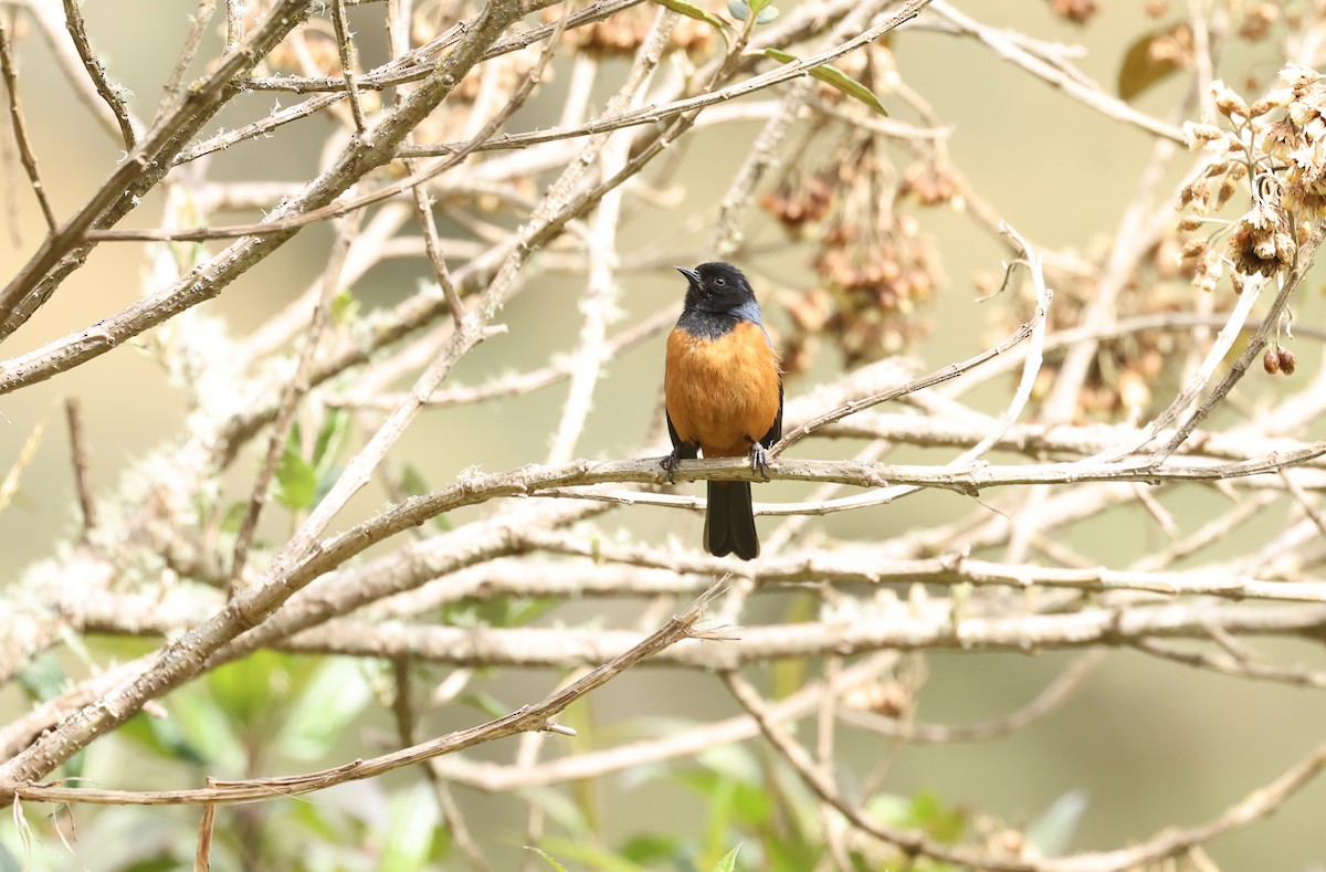 Blue-backed Conebill - ML645239794