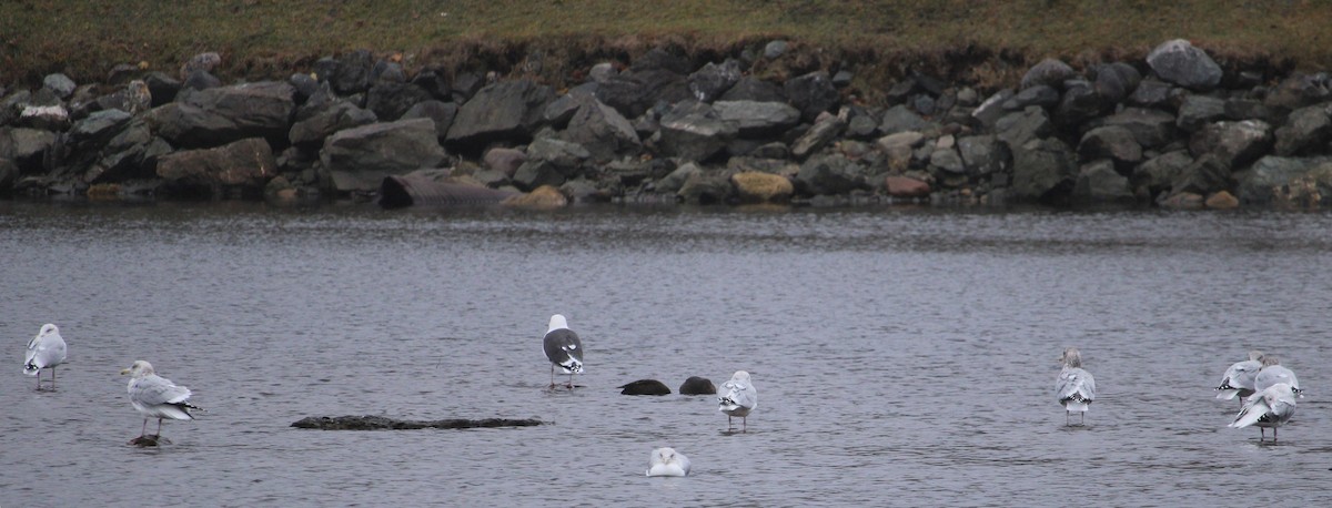 Great Black-backed Gull - ML645239800