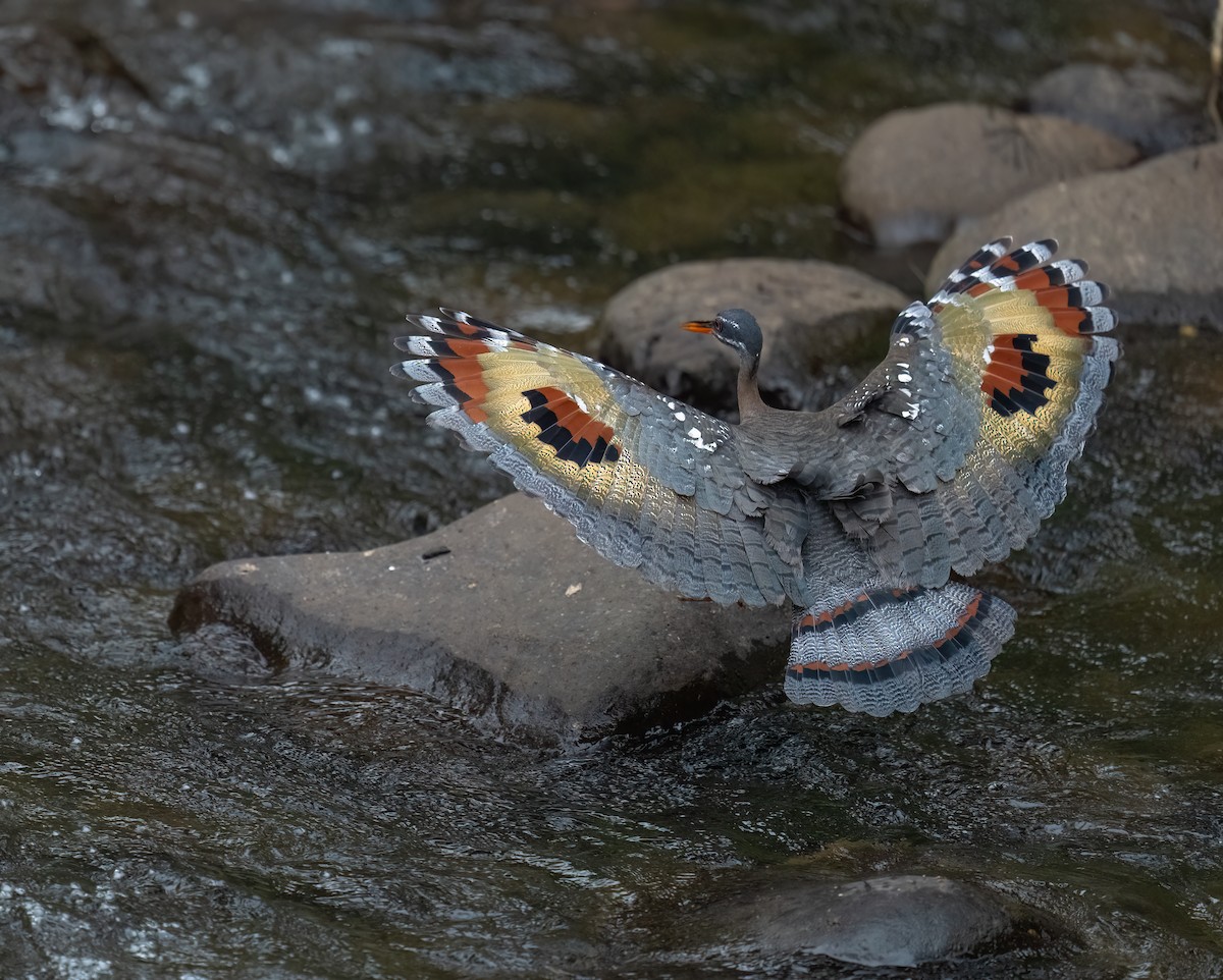Sunbittern - ML645239801
