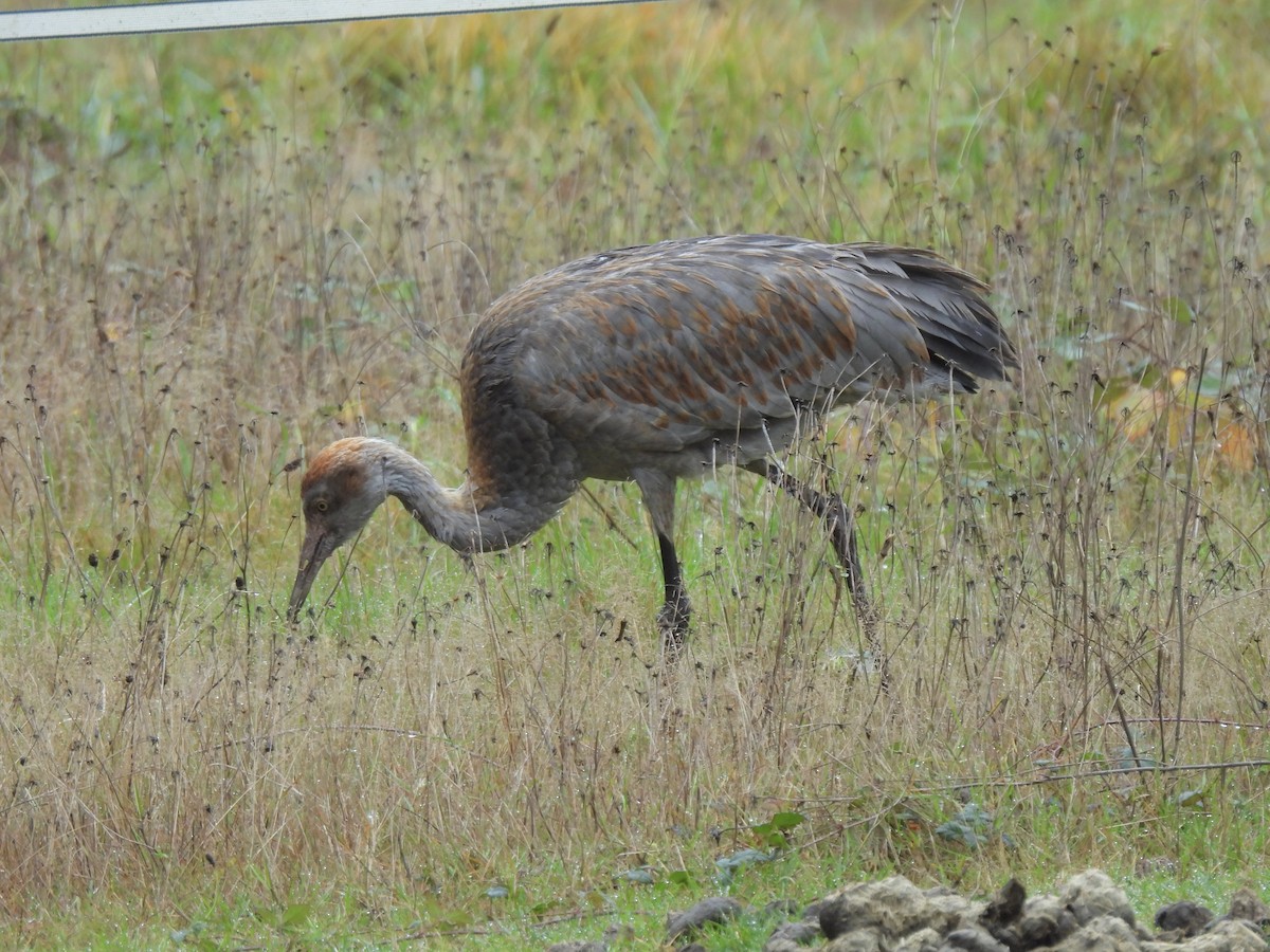 Sandhill Crane - ML645239803