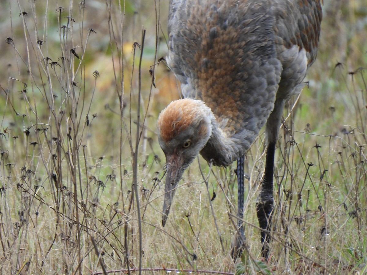 Sandhill Crane - ML645239804
