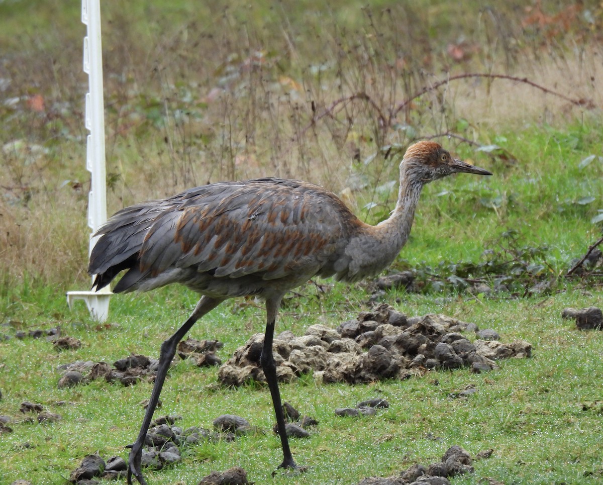 Sandhill Crane - ML645239805