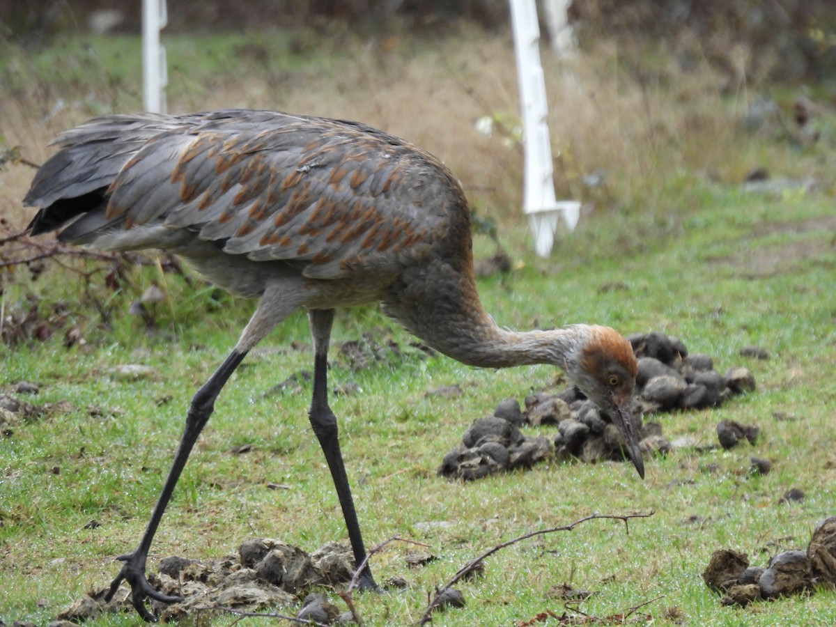 Sandhill Crane - ML645239806