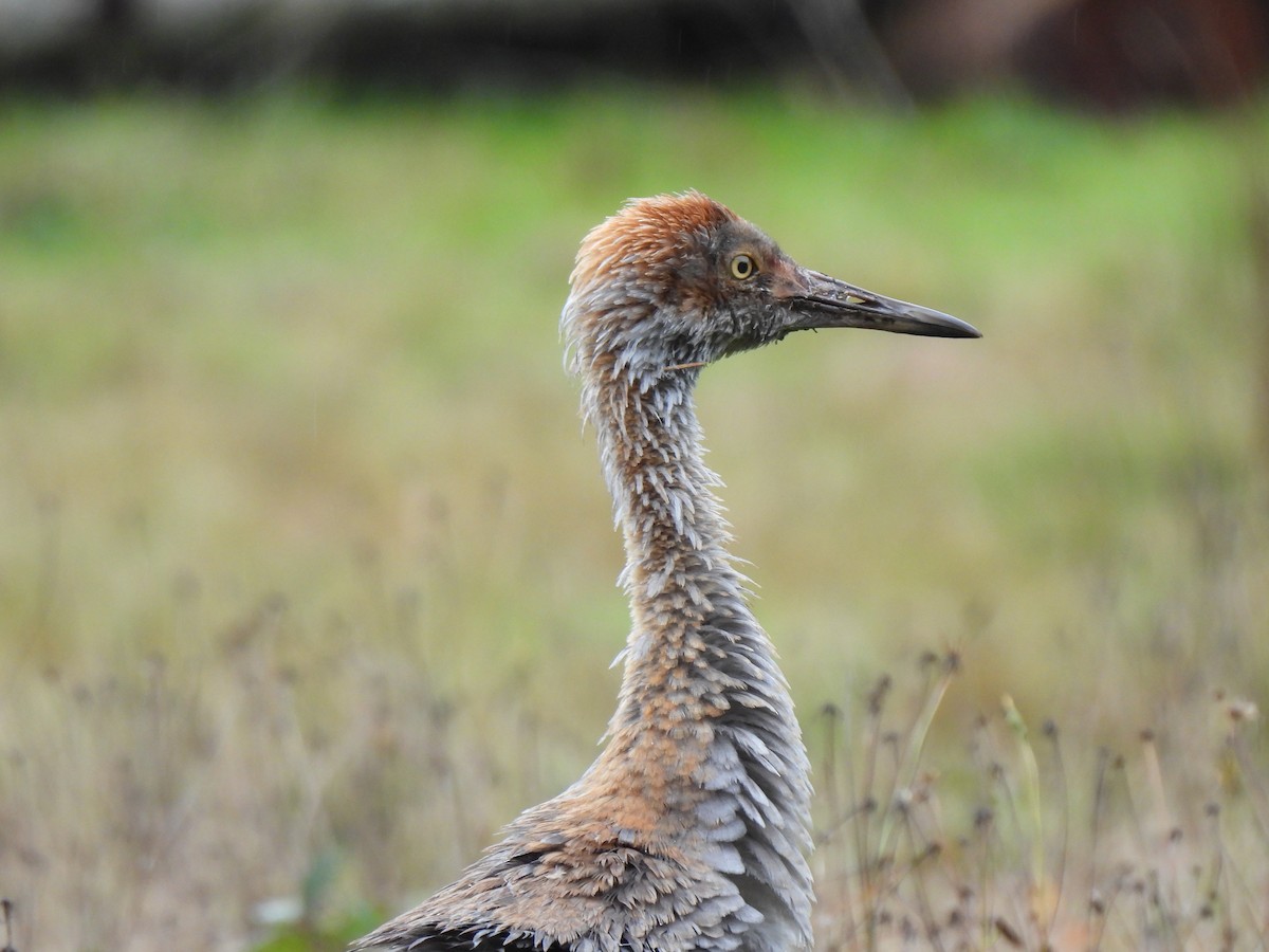 Sandhill Crane - ML645239807