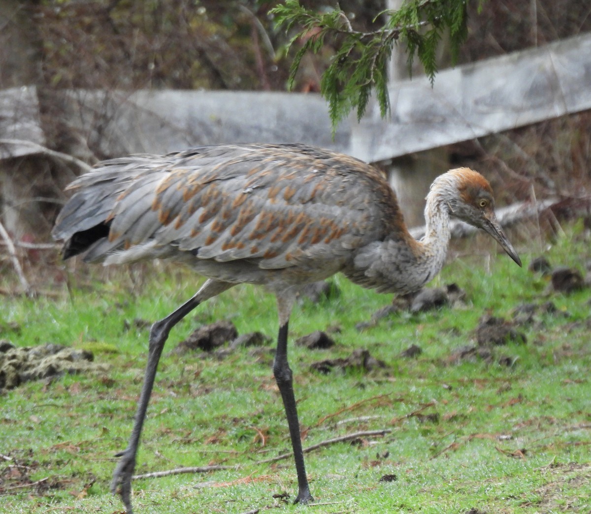 Sandhill Crane - ML645239809