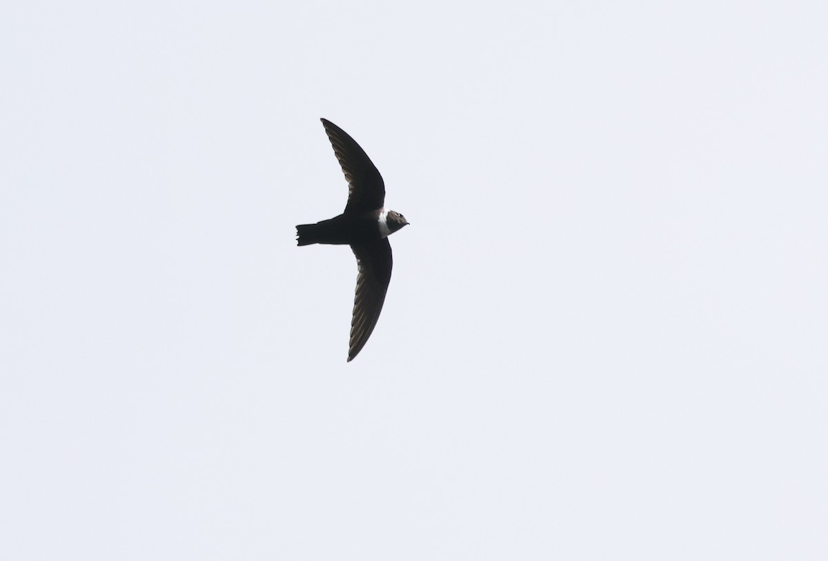 White-collared Swift - ML645239810