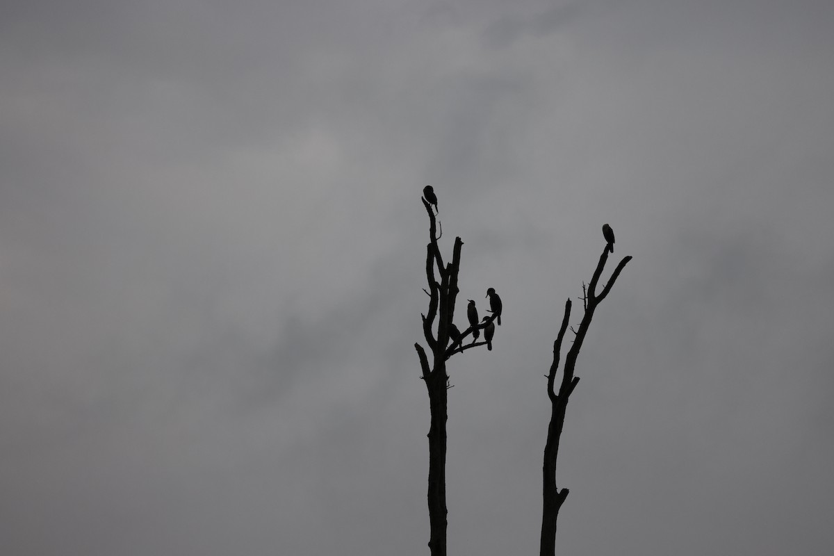 Cormorán Orejudo - ML645239818