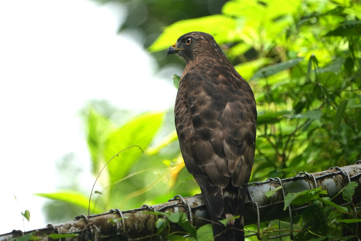 Broad-winged Hawk - ML645239826