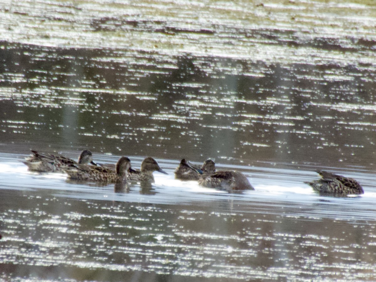 小水鴨 - ML645239831