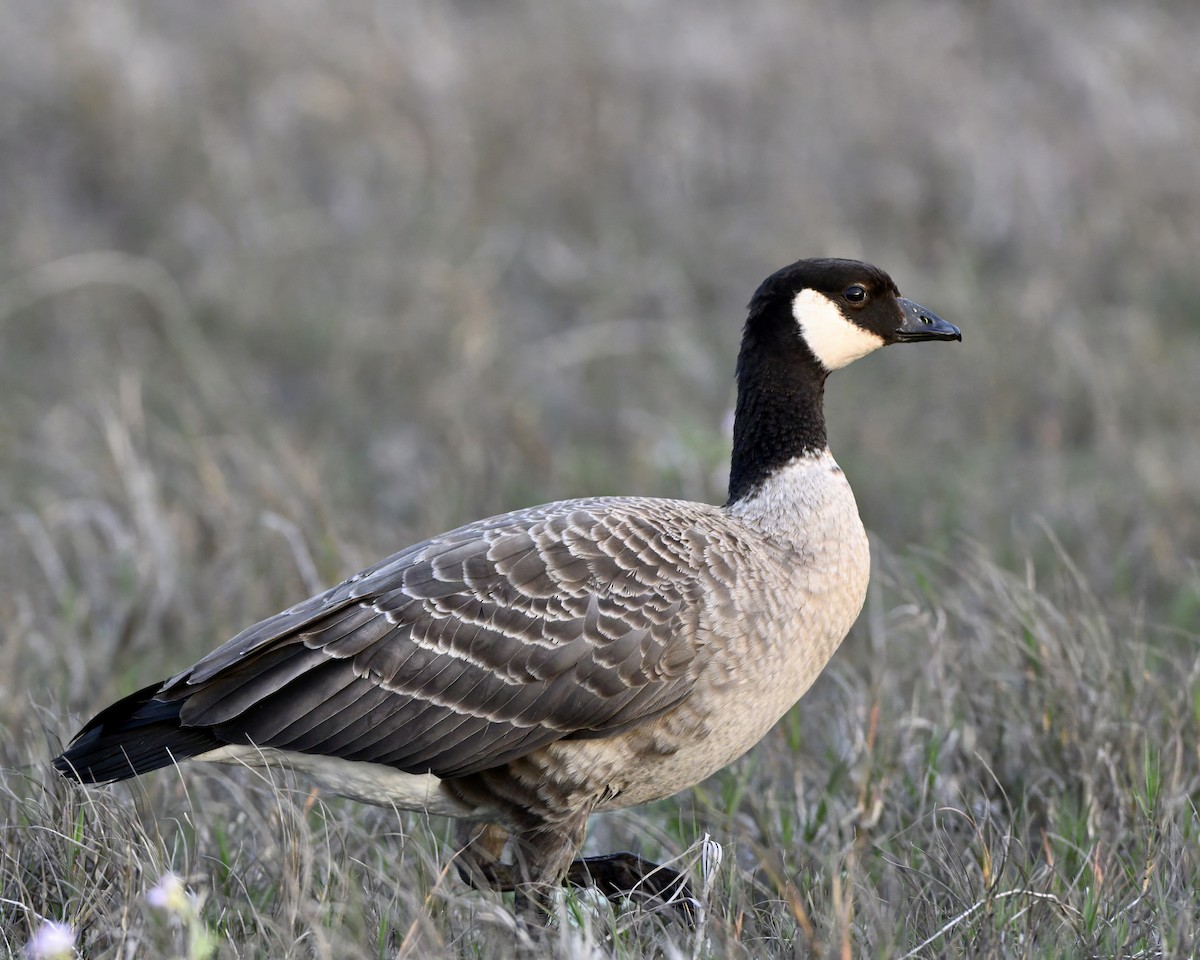 berneška malá - ML645239845