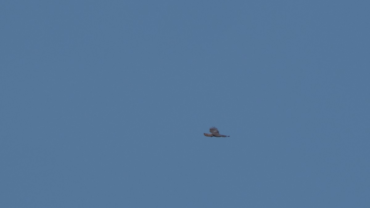 aviceda hnědohřbetá - ML645239848