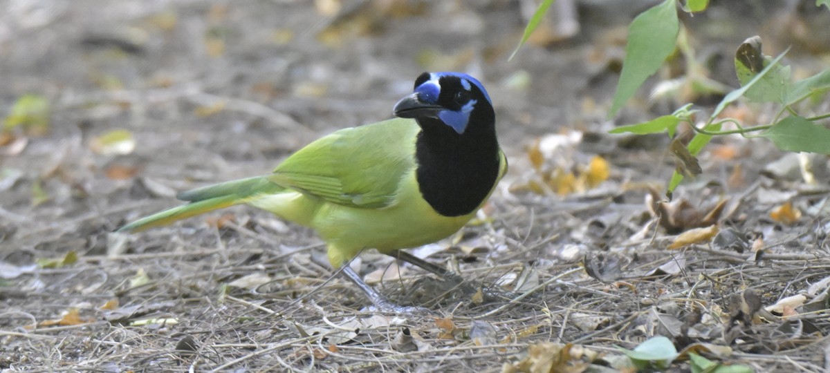 Green Jay - ML645239849