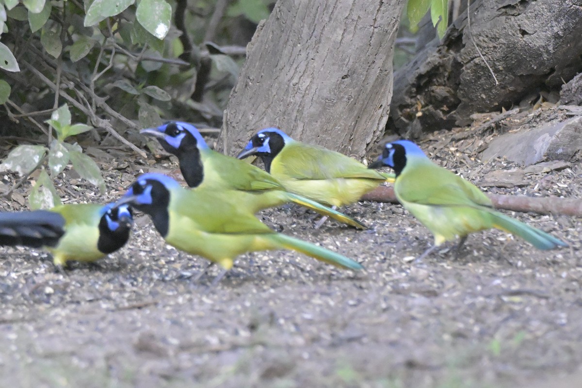 Green Jay - ML645239850