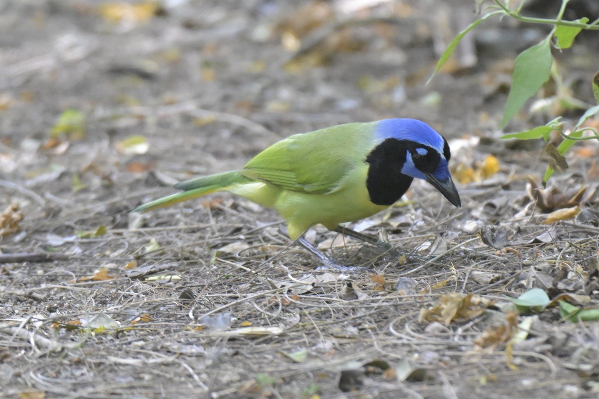 Green Jay - ML645239851