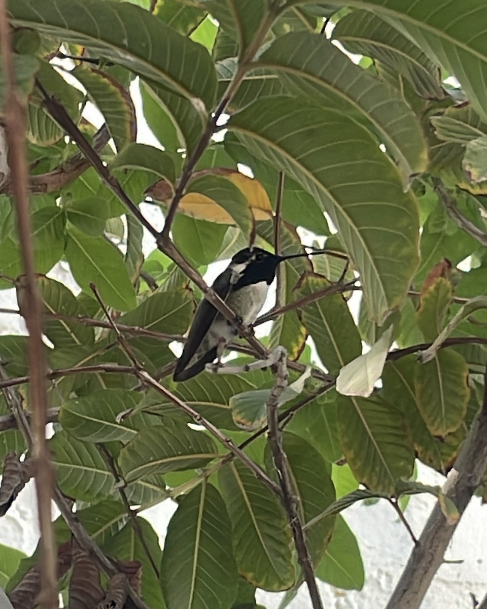 Costa's Hummingbird - ML645239852