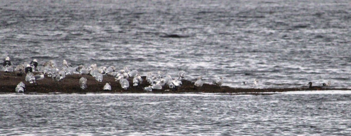 tanımsız Larinae sp. - ML645239856