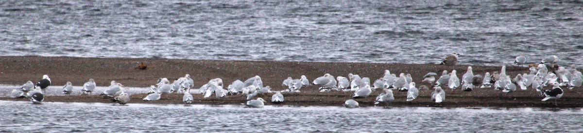 tanımsız Larinae sp. - ML645239867