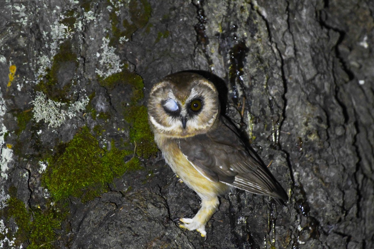 Сич білобровий - ML645239875