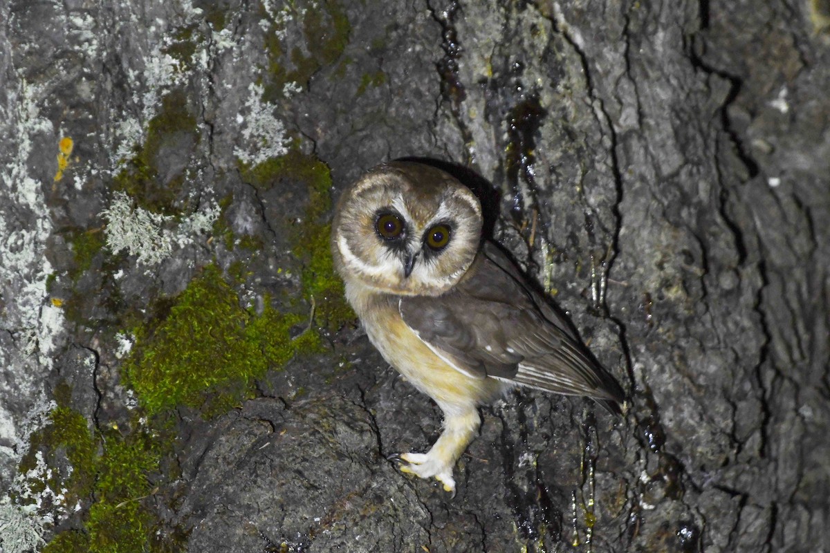 Unspotted Saw-whet Owl - ML645239876