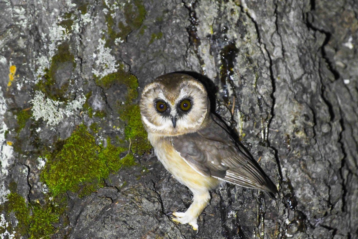 Сич білобровий - ML645239877