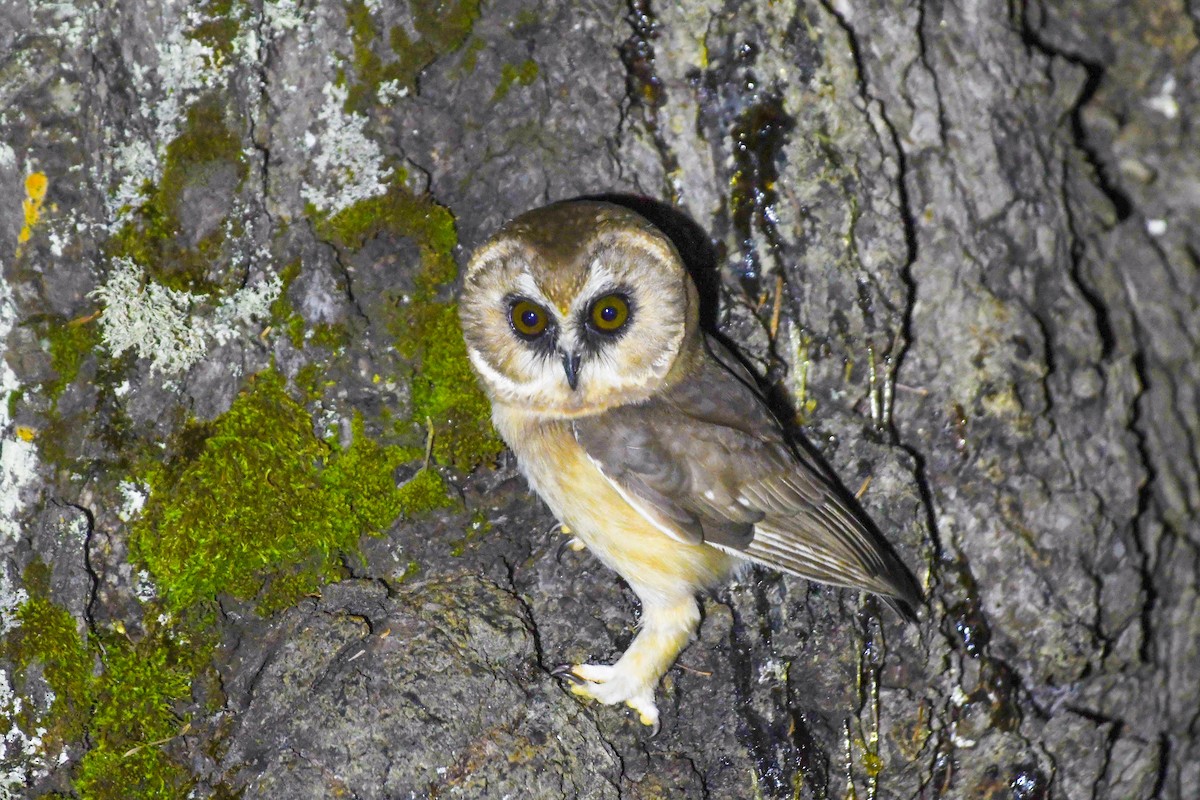 Unspotted Saw-whet Owl - ML645239878