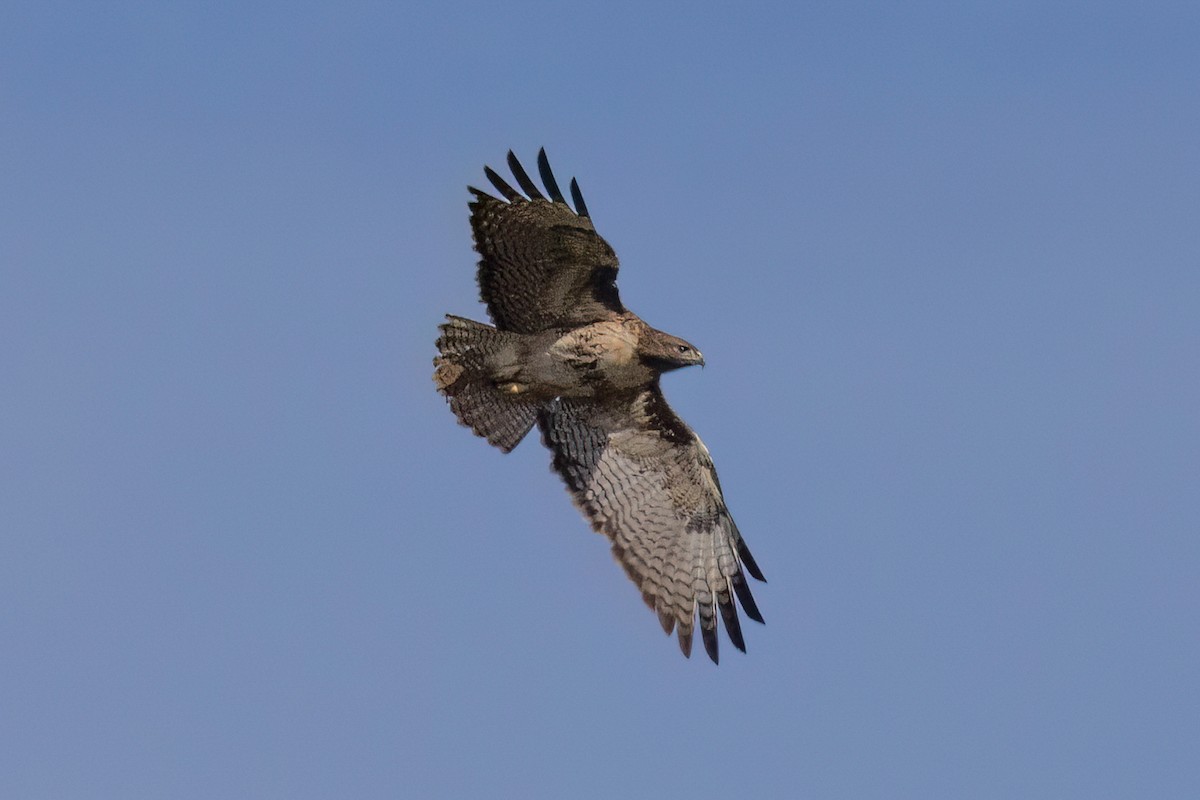 Red-tailed Hawk - ML645239880