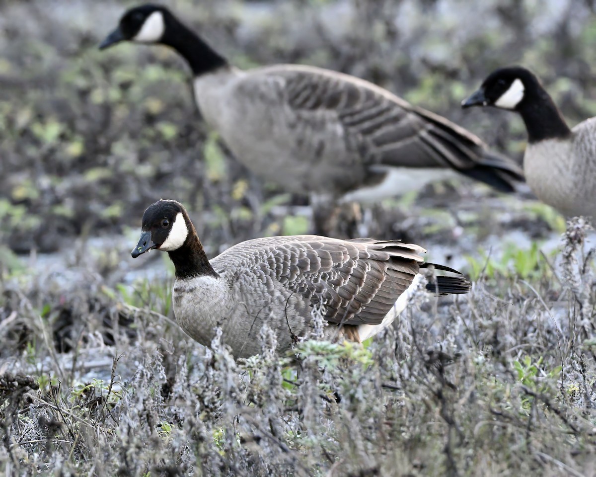berneška malá - ML645239890
