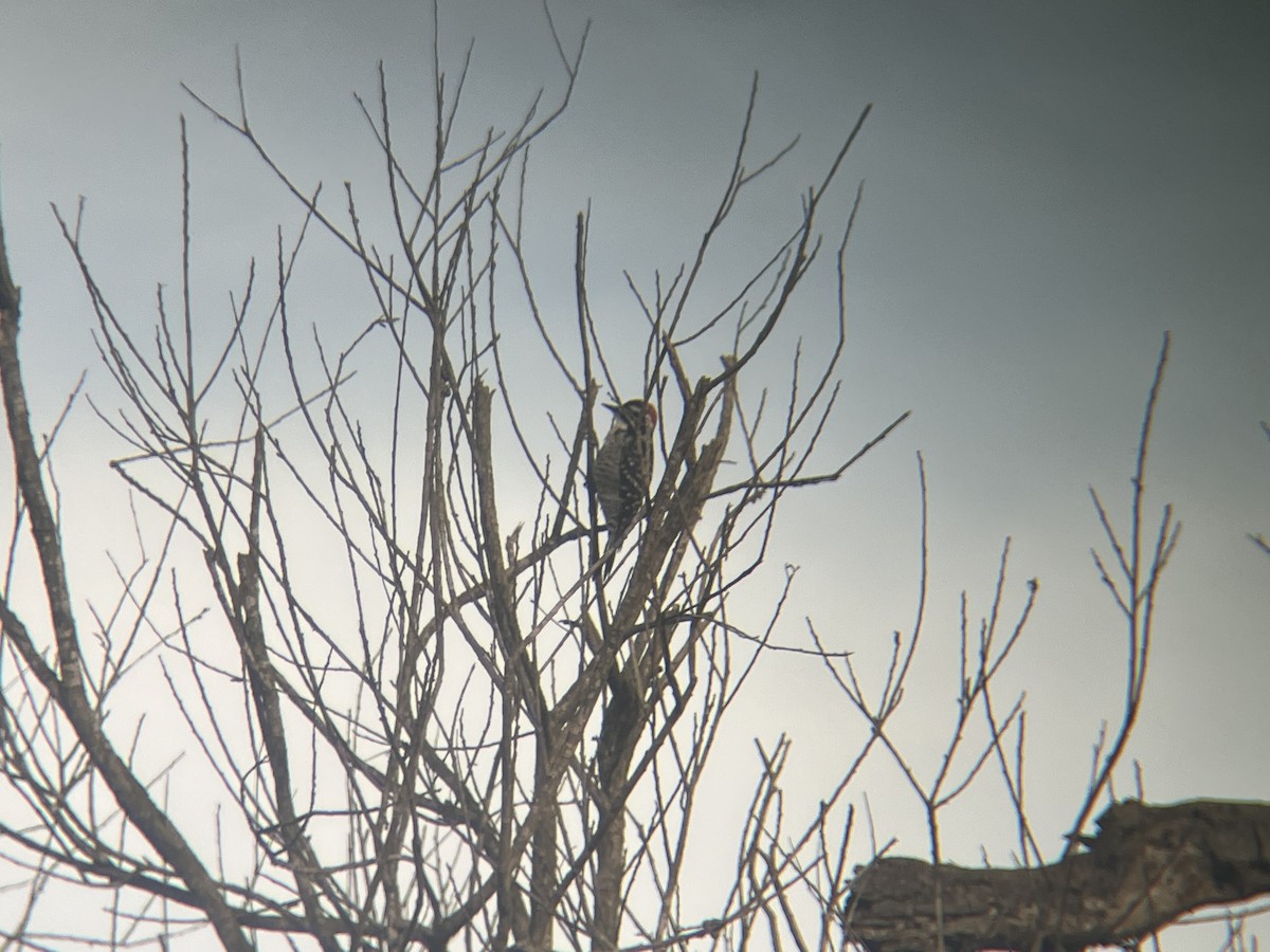 Nuttall's Woodpecker - ML645239891