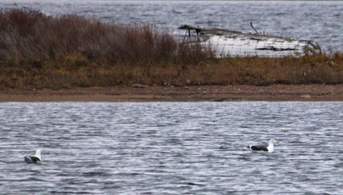 Great Black-backed Gull - ML645239895