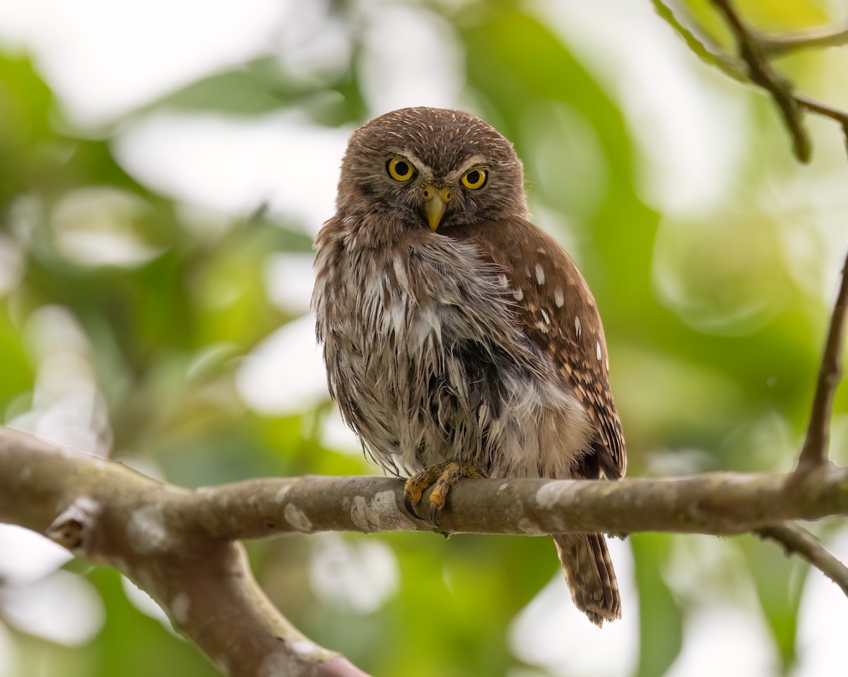 Brasilzwergkauz - ML645239896