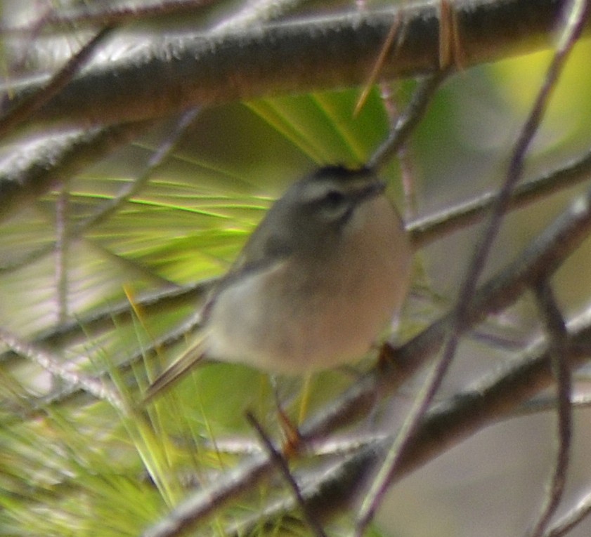 Golden-crowned Kinglet - ML645239906