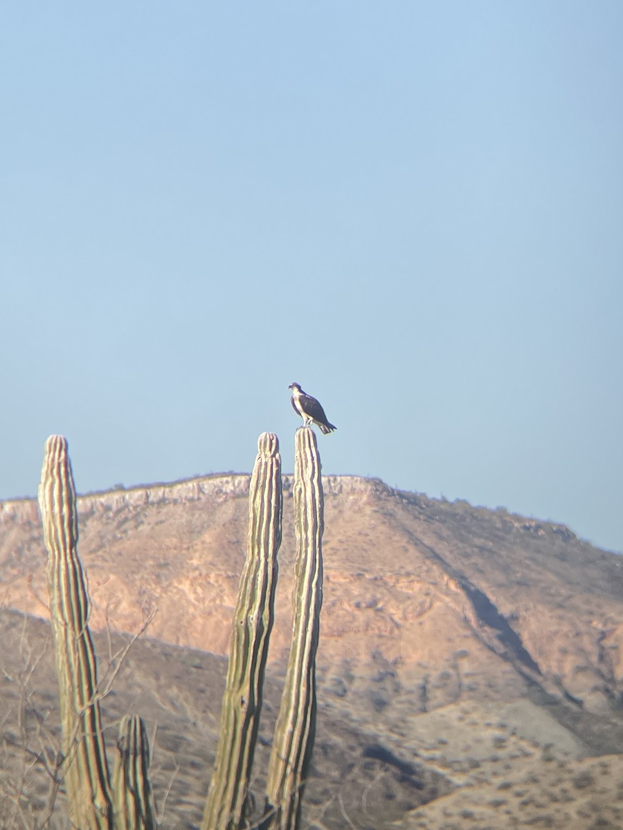 Osprey - ML645239907