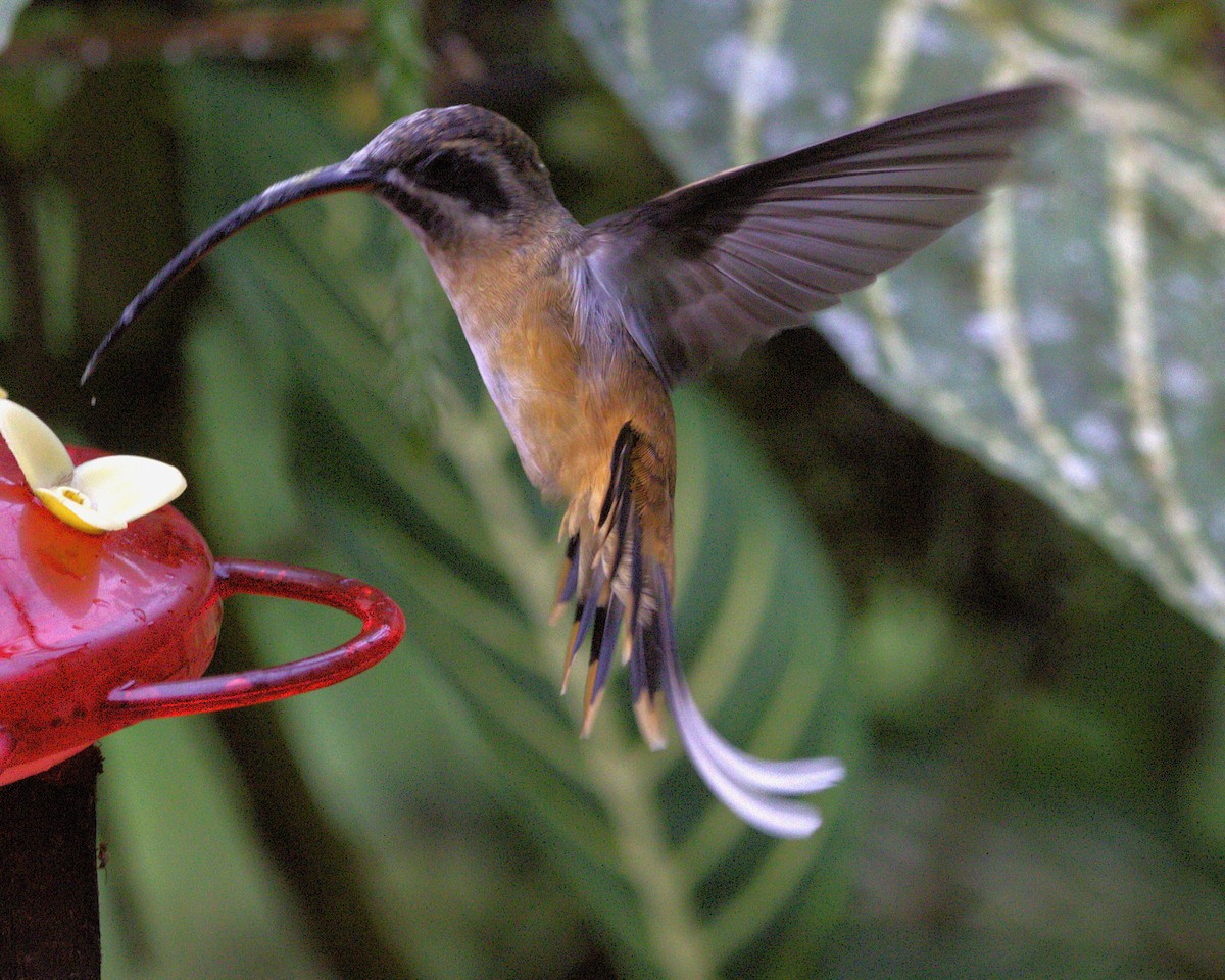 kolibřík dlouhoocasý - ML645239911