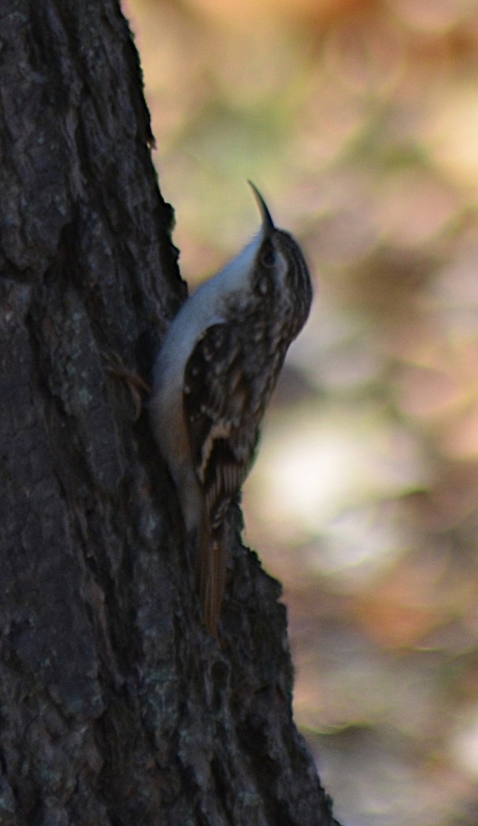 Brown Creeper - ML645239916