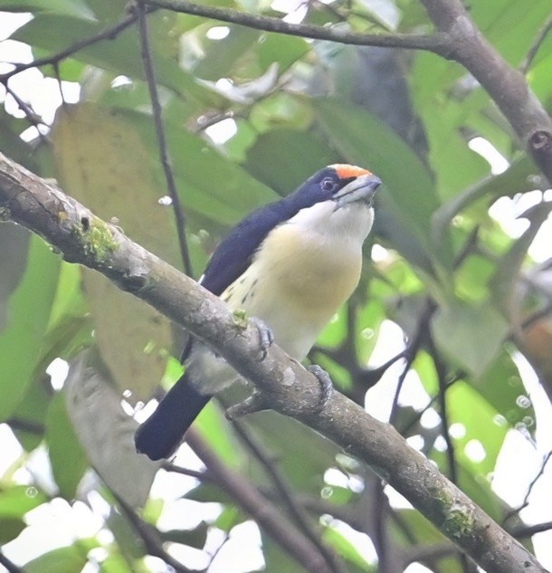 Orange-fronted Barbet - ML645239917