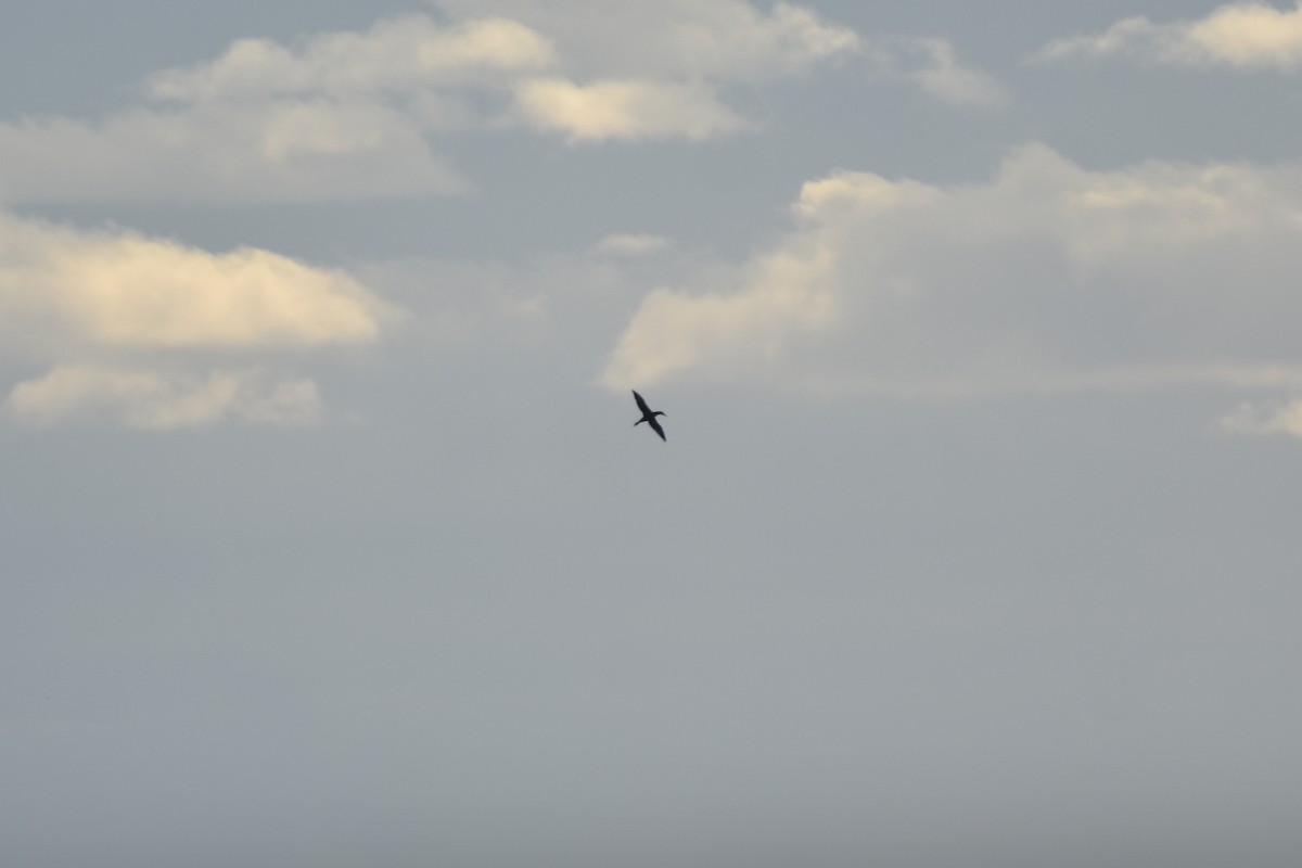 Northern Gannet - ML645239918