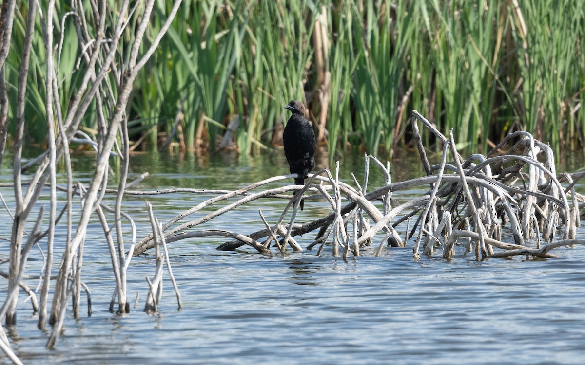 Pygmy Cormorant - ML645239923