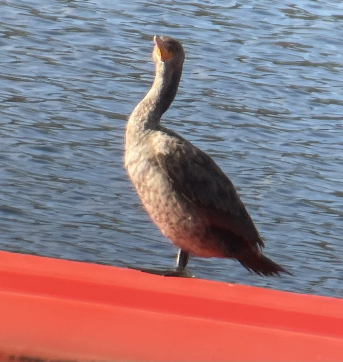 Cormorán Orejudo - ML645239927