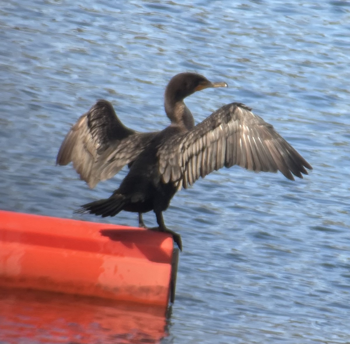 Cormorán Orejudo - ML645239928